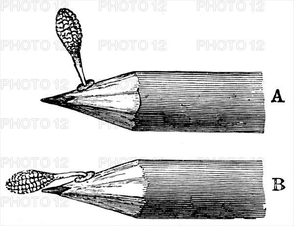 Pollen mass of Orchis mascula when first attached (A) and after depression (B), 1899. Artist: Unknown