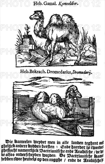 Pre-binomial classification of species, 1644. Artist: Unknown