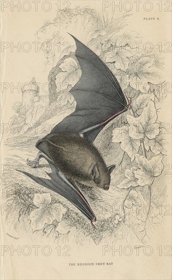 Natterer's bat (Myotis nattereri), 1828. Artist: Unknown