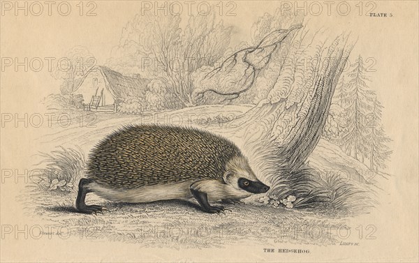 Hedgehog (Erinaceus europeas), 1828. Artist: Unknown