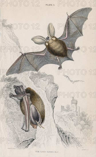 Long-eared bat (Plectorus auritus), 1828. Artist: Unknown