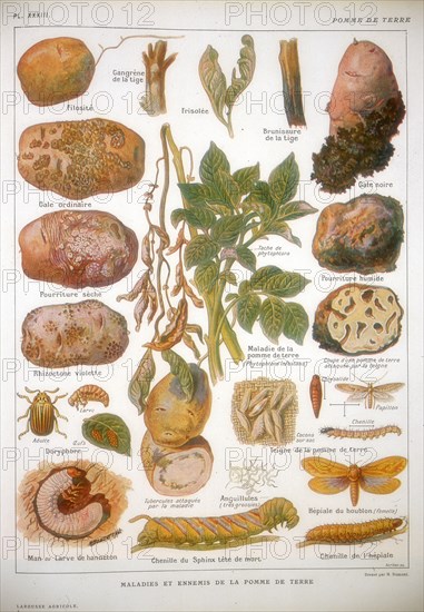 Diseases of the potato, c1920. Artist: Unknown