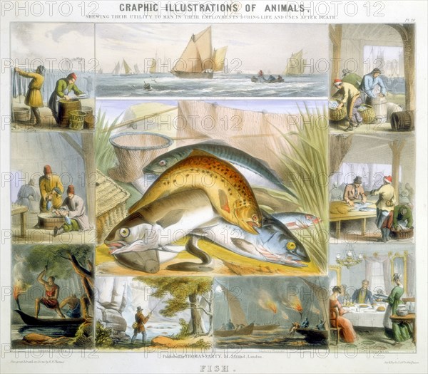 Fish, c1850. Artist: Robert Kent Thomas