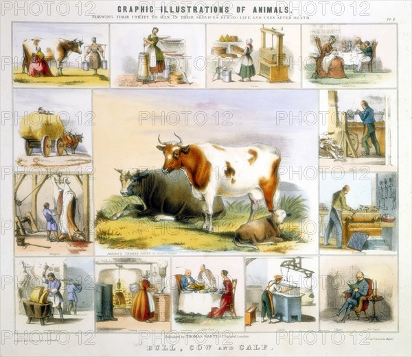 The Cow, c1850. Artist: Benjamin Waterhouse Hawkins