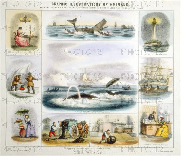 The Whale, c1850. Artist: Benjamin Waterhouse Hawkins