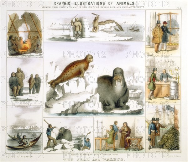 The Seal and the Walrus, c1850. Artist: Benjamin Waterhouse Hawkins