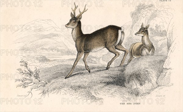 Roe deer (Capreolus capreolus), Eurasian species of deer, 1828. Artist: Unknown