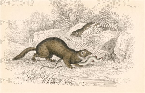 Polecat (Mustela putorius), member of the weasel family, 1828. Artist: Unknown