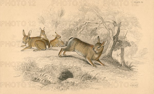 Rabbit (Oryctolagus cuniculus), 1828. Artist: Unknown