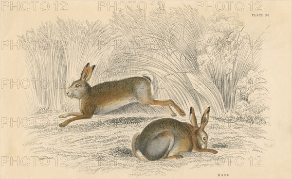 The Hare (Lepus europaeus), 1828. Artist: Unknown