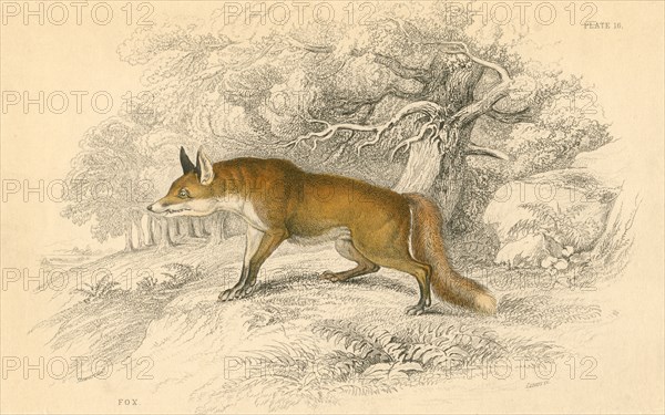 Common or red fox (Vulpes vulpes), 1828. Artist: Unknown