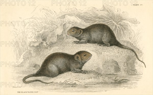 Water vole (Arvicola terrestris), also known as the black water rat, 1828. Artist: Unknown