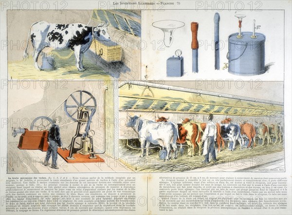 Milking parlour equipped with Thistle suction and pulsation milking machine, 1899. Artist: Unknown
