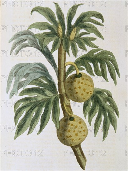 Breadfuit (Artocarpus incisus), 1823. Artist: Unknown
