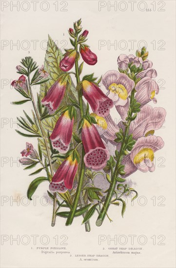 Foxglove (Digitalis purpurea) (centre), c1885. Artist: Unknown