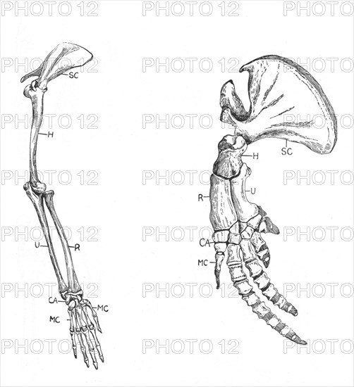 Homology (of commmon descent), c1920. Artist: Unknown