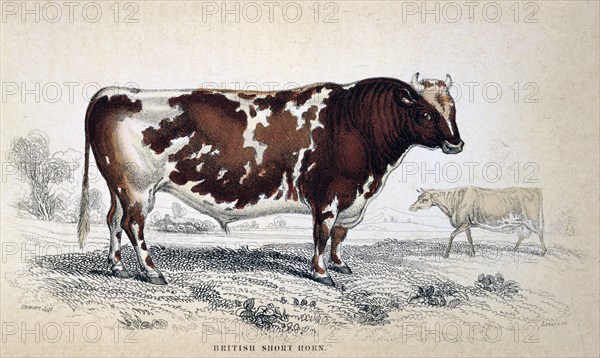 'British Short Horn', 1839. Artist: Unknown