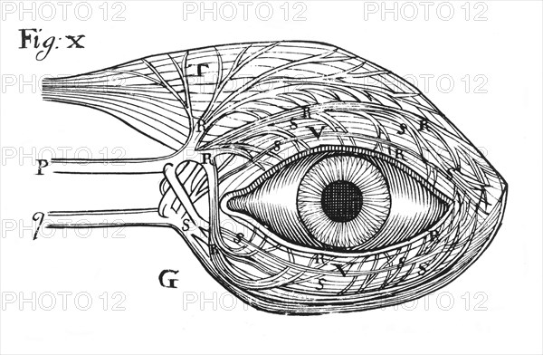 Descartes' idea of the 'hydraulic' action of the nerves, 1692. Artist: Unknown