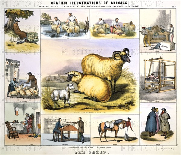 'The Sheep', c1850. Artist: Day & Haghe