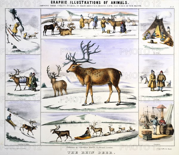 'The Rein Deer', c1850. Artist: Benjamin Waterhouse Hawkins