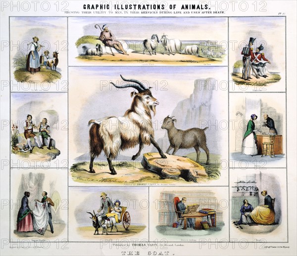 'The Goat', c1850. Artist: Benjamin Waterhouse Hawkins