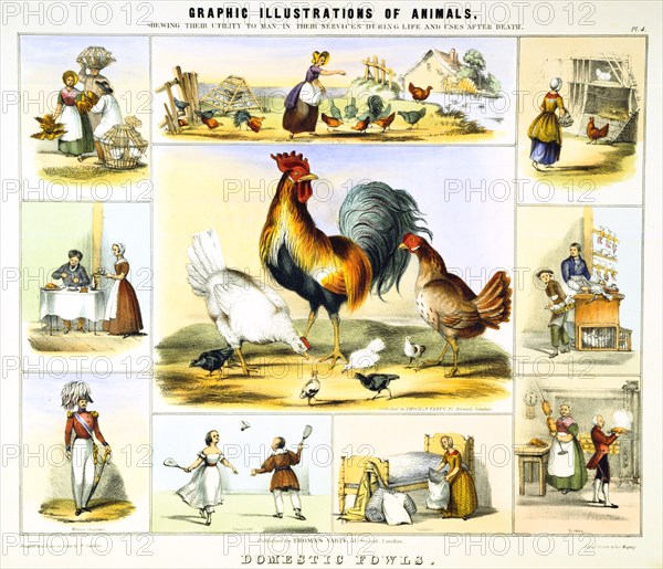 'Domestic Fowl', c1850. Artist: Benjamin Waterhouse Hawkins