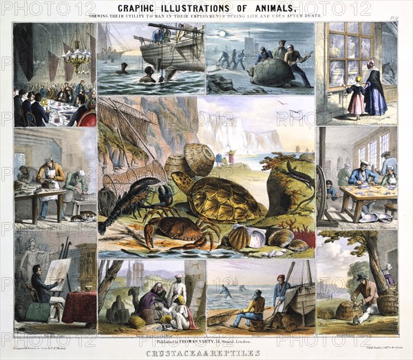 'Crustacea and Reptiles', c1850. Artist: Robert Kent Thomas