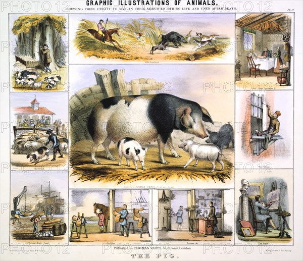 'The Pig', c1850. Artist: Benjamin Waterhouse Hawkins