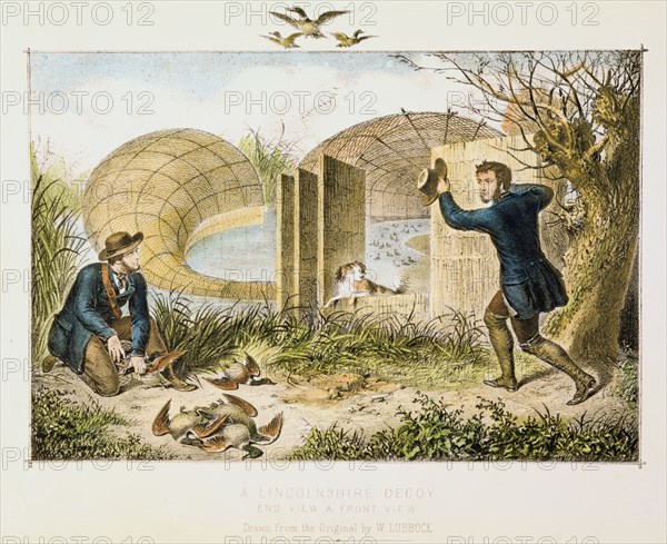 Lincolnshire Duck Decoy, c1845. Artist: Unknown