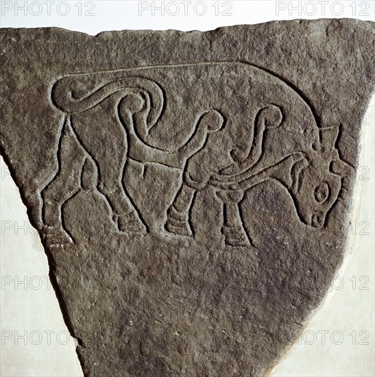 Bull motif on Pictish incised stone, Burghead, Moray, Scotland, c6th - 7th century. Artist: Unknown