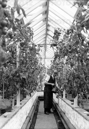 War time gardening activities, York, Yorkshire, 1941. Artist: Unknown