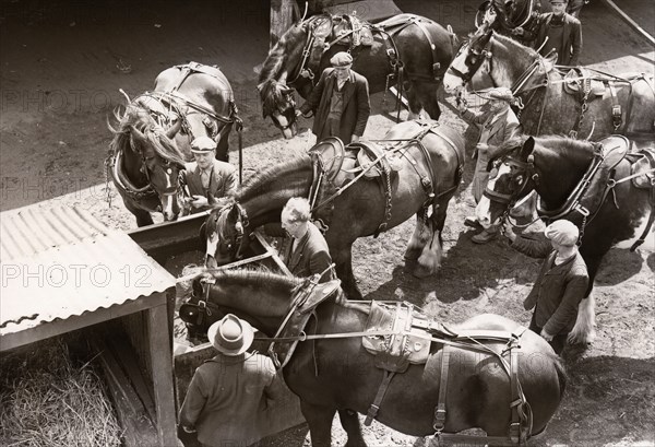 Rowntree's working horses, York,  Yorkshire, 1955. Artist: Unknown