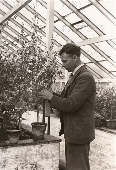 Gardeners tending plant greenhouse, York, Yorkshire, 1955. Artist: Unknown