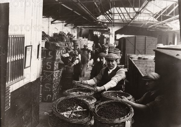 Men unloading baskets of blackcurrants from train, Rowntree factory, York, Yorkshire, 1920. Artist: Unknown