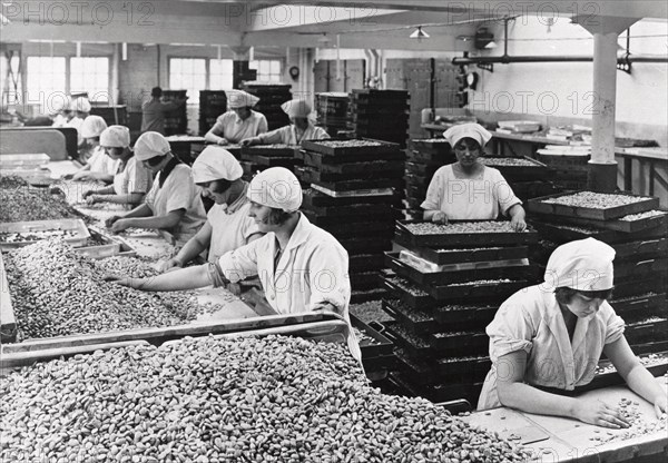 Women sorting nuts, Rowntree factory, York, Yorkshire, 1933. Artist: Unknown