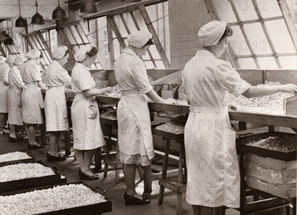 Cream manufacturing department, Rowntree factory, York, Yorkshire, 1949. Artist: Unknown