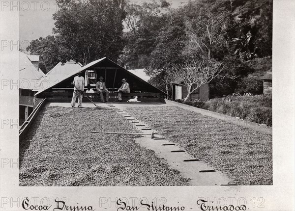 Raking cocoa beans outside cocoa drying sheds, San Antonio, Trinidad, 1897. Artist: Unknown