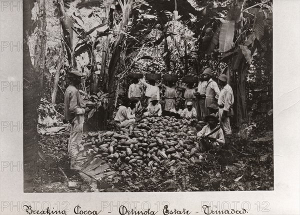 Workers break open cocoa pods in a clearing in the plantation,Trinidad, Ortinola Estate, 1897. Artist: Unknown