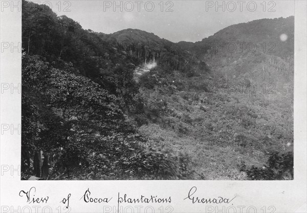 View of cocoa plantations, Grenada, 1897. Artist: Unknown