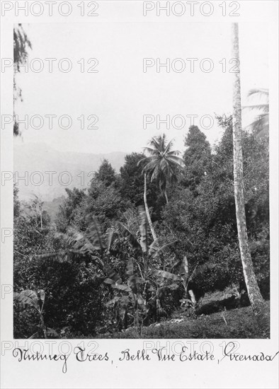Nutmeg trees, Grenada, Bell Vue Estate, 1897. Artist: Unknown