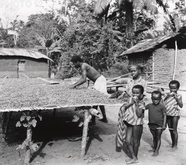 Cocoa bean drying, 1975. Artist: Unknown