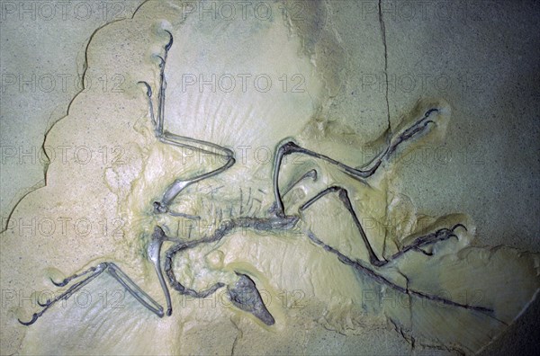 Fossil Archaeopterix with traces of feathers. Artist: Unknown