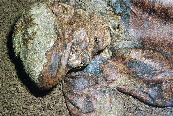 Lindow Man, found in a peat moss bog in Ireland, c2nd century BC. Artist: Unknown