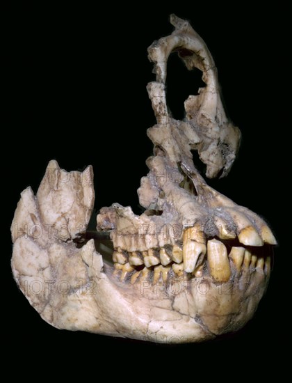 Part of the skull of Sivapithecus Sivalensis. Artist: Unknown