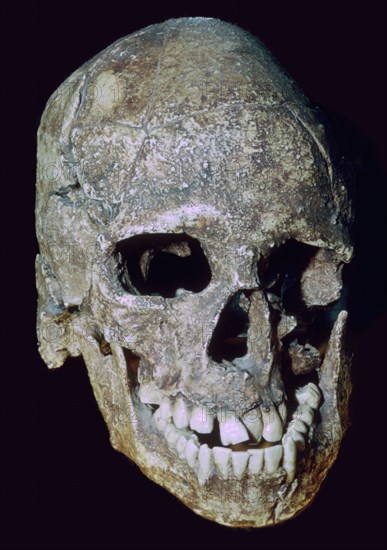 Paleolithic Skull of 'Grimaldi man' (replica). Artist: Unknown