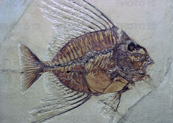 Fossil Fish. Artist: Unknown