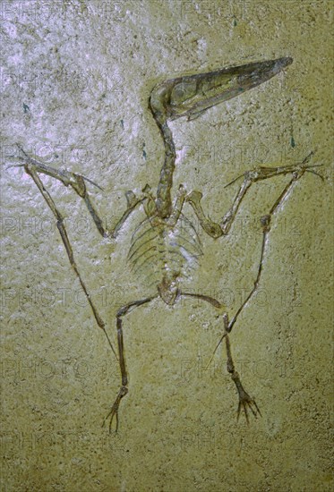 Fossil of a Pterodactyl. Artist: Unknown