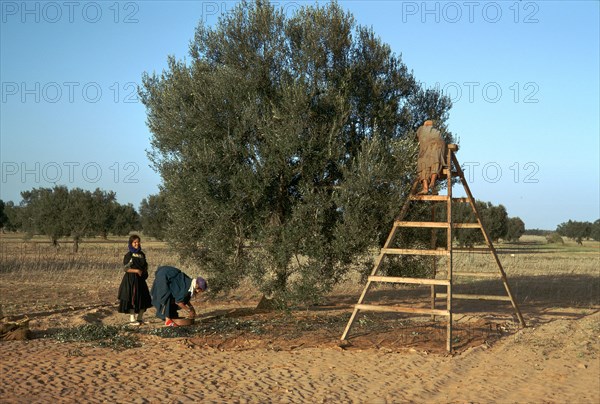 Picking olives in Tunisia. Artist: Unknown