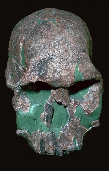 Skull of Homo Habilis. Artist: Unknown