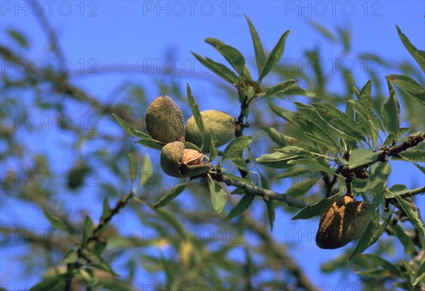 Ripe almonds in Sicily in August. Artist: Unknown